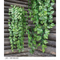 Plantas trepadeiras / IVY de alta qualidade para decoração de parede
